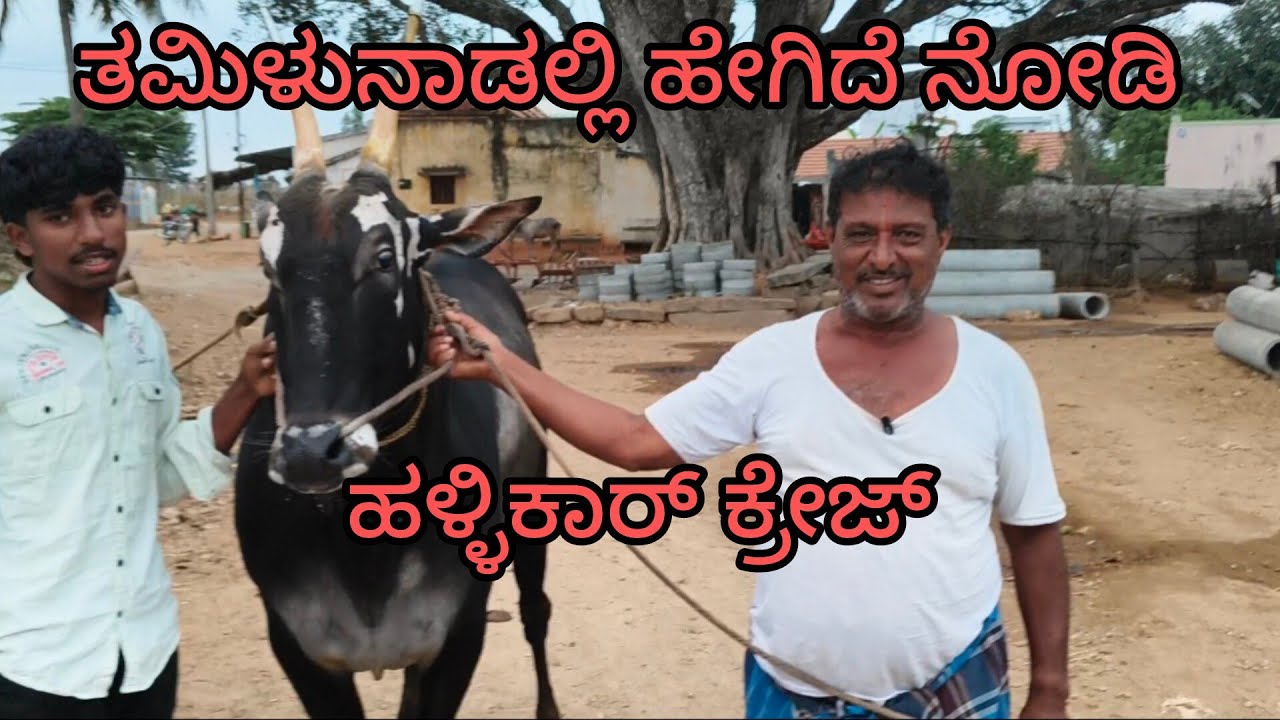 ತಮಿಳುನಾಡಲ್ಲಿ ಹೇಗಿದೆ ನೋಡಿ ಹಳ್ಳಿಕರ್ ಕ್ರೇಜ್January 27, 2026