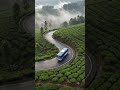 Winding Roads Through Lush Tea Plantations 🍃