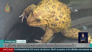 "กบประหลาด" ร้องเสียงเหมือนตุ๊กตาเด็กเล่น-ดุร้าย - Springnews screenshot 5