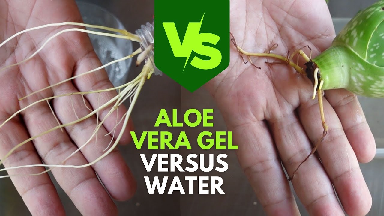 Propagating Aloe vera Cuttings in Aloe vera Gel