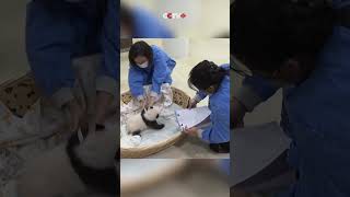 New Panda Cubs of 2026 Show Healthy Growth in Southwest China