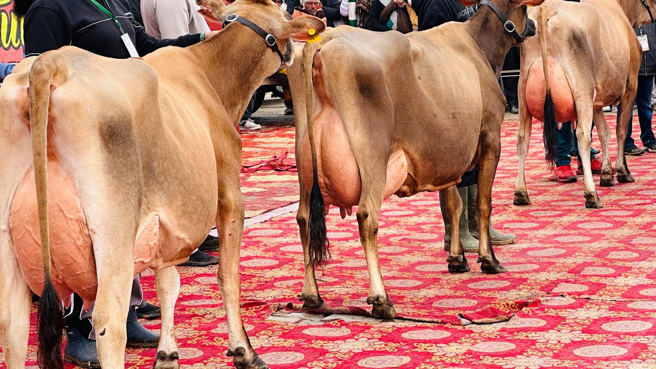 Top quality 10 Jersey Cows || Low rates || Hussain Dairy Farm