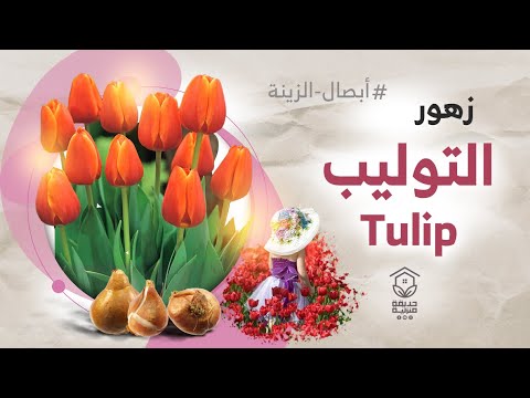 فيديو: زراعة زهور التوليب قبل الشتاء: ميزات الإجراء