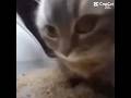 #cat #kitten #kedi #shorts funny cats 😝