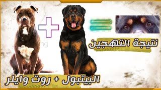 نتيجة التهجين بين كلب الروت وايلر + و كلب البيتبول || Pitbull + Rottweiler