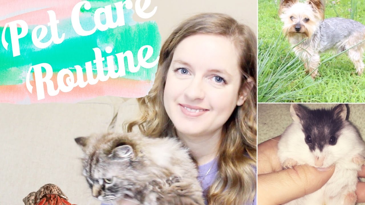 petco hours Daily Pet Care Routine