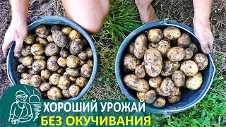 🥔 Урожай Раннего Картофеля Без Перекопки И Окучивания 🌿 Выращивание По Технологии Гордеевых