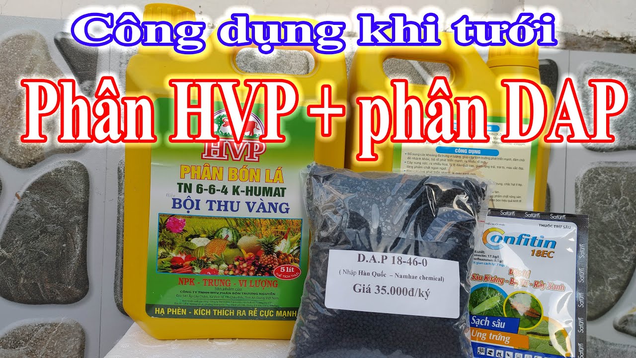 Tác dụng khi tưới phân HVP và  DAP cho cây mai