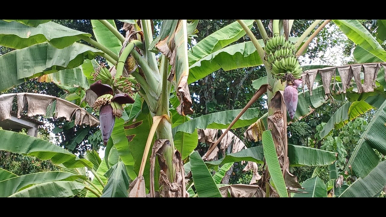 BANANA BLOSSOM TEMPERD / කෙසෙල් මුව තෙල්දමා /