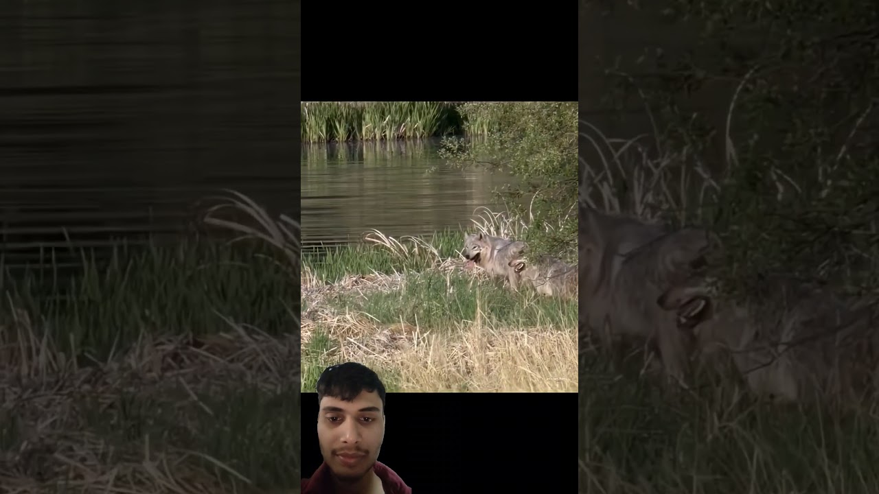 Bison Save Baby From Wolf By info fact News