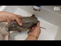 [ENG]살려달라고 쫓아온 아기고양이 생애 첫 목욕 the first bath of a rescued kitten