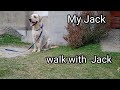 My Jack #dog #doglover #labrador #labradorlover #jack
