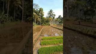 My Kdanung  Dsncibeunying Dscisadap Ciamis
