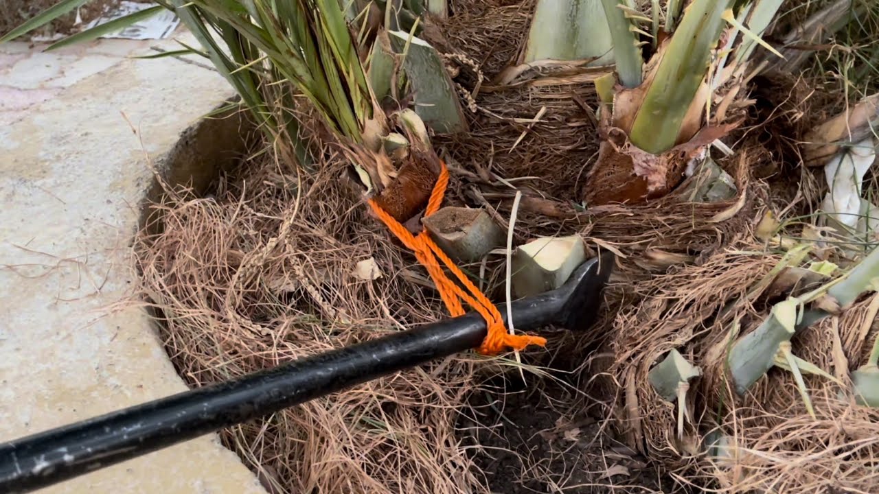 طريقة مبتكرة في إزالة الراكوب من النخلة 🌴