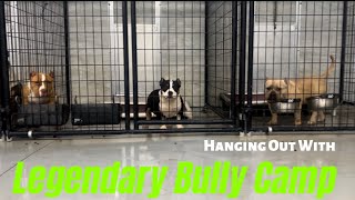 Hangin out with Legendary Bully Camp and some of their American Bullies