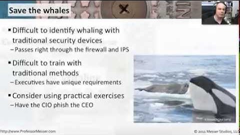 What is Whaling?  It