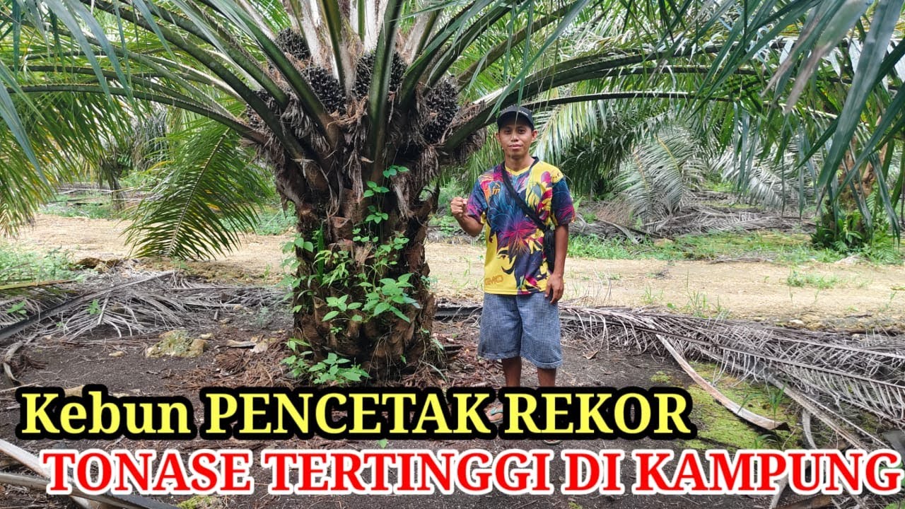 dulu sempat dapat 7 tonan sekitar 2 ha!! jalan-jalan kekebun pemegang rekor tertinggi dikampung