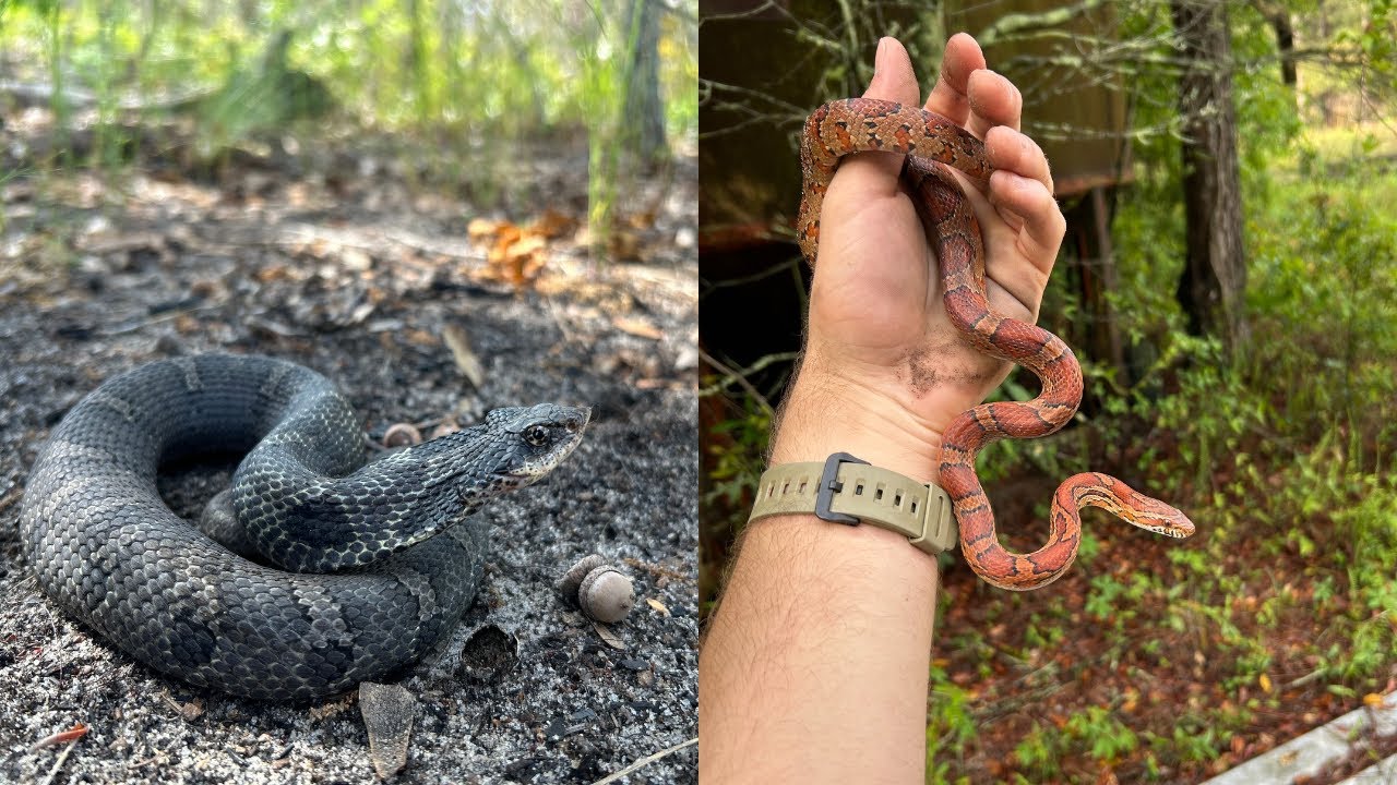 Springtime Snake Hunting in Georgia! Flipping Tin, Night-time Swamp ...
