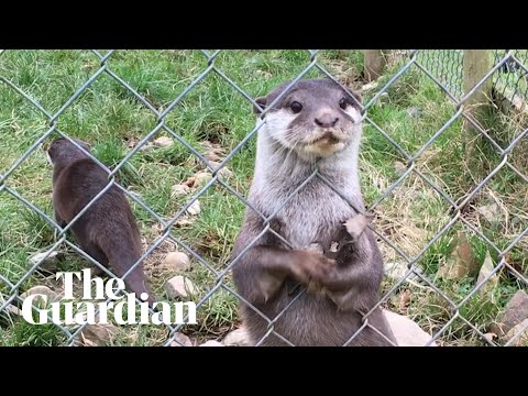 Otters &rsquo;stone juggling&rsquo;:  new research looks into why