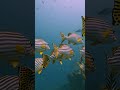 Wow its fantastic #Fish #lovesong #music #newmusic #usa