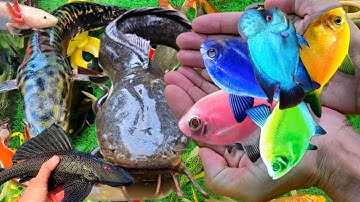 Video Cá Cảnh Đẹp, Động Vật Dễ Thương, Cá Vàng, Cá Chép, Cá Koi, Cá Lông Gà, Rùa Con