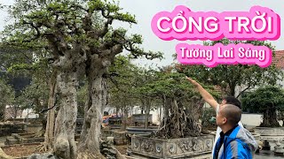 Bắt gặp cây Mộc Hương Ta khủng nhất Việt Nam và phôi Duối Cổng Trời tương lai cực sáng tại Triệu Đề