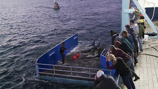 Great White Shark Caught, Tagged, Released For Science