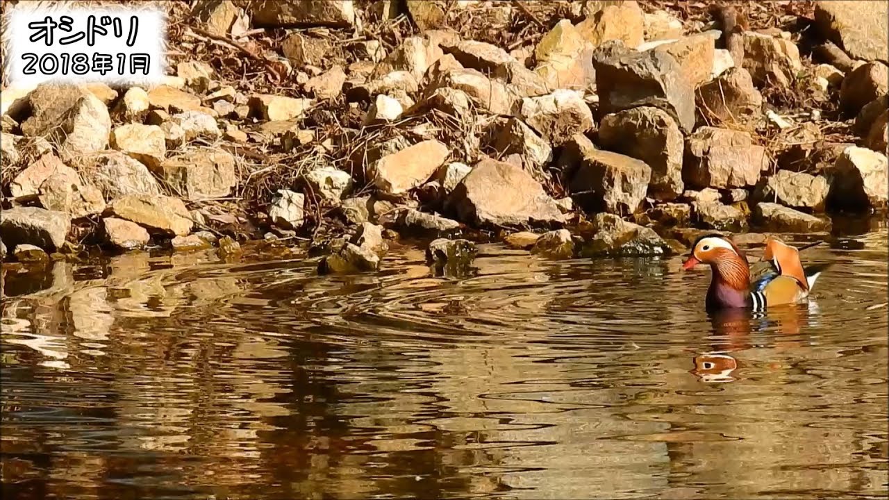 野鳥雨靴 オシドリ Mandarin duck (Aix galericulata)