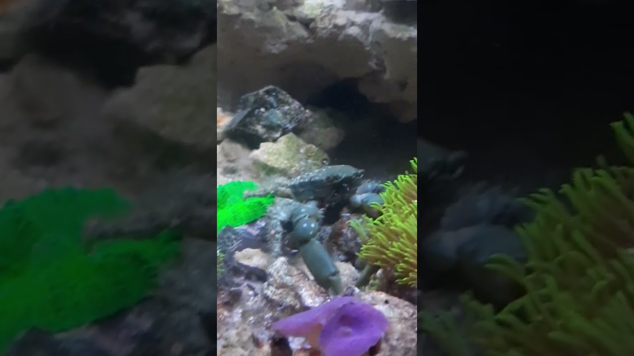 Mithraculus sculptus male - Mithrax Krabbe 