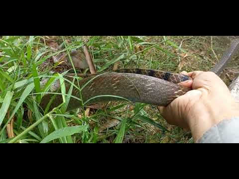 Video trúng rắn 11kg hơn nha anh em - youtube