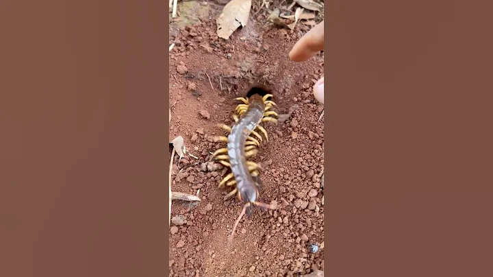 Smart centipede iQ VS 10,000 bullet ants