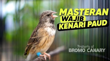Blackthroat Finch Gacor Clear Sound Effective for Canary Training