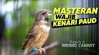 Blackthroat Gacor Suara Jernih Ampuh Buat Masteran Kenari