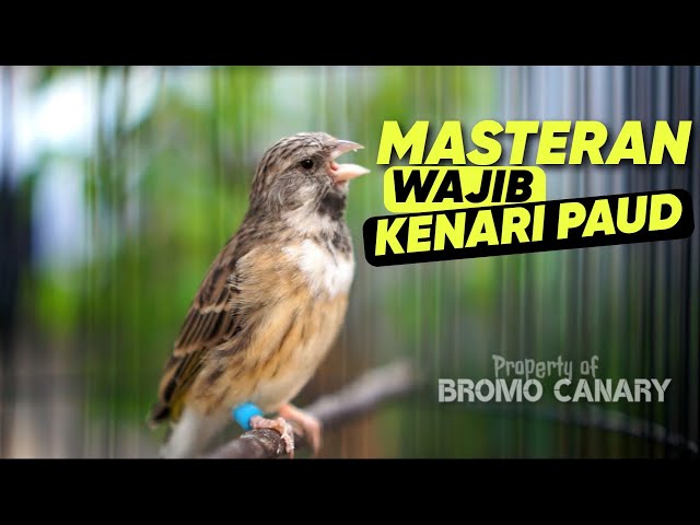 Blackthroat Gacor Suara Jernih Ampuh Buat Masteran Kenari class=