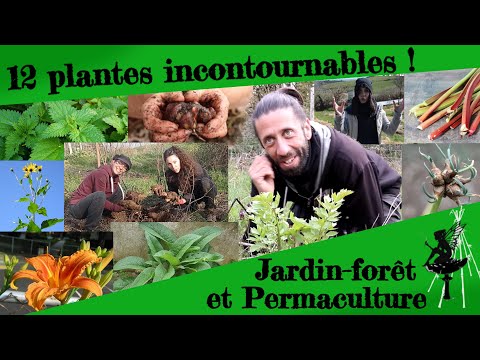 Vidéo: Contrôle du topinambour - Conseils sur la gestion des plants de topinambour