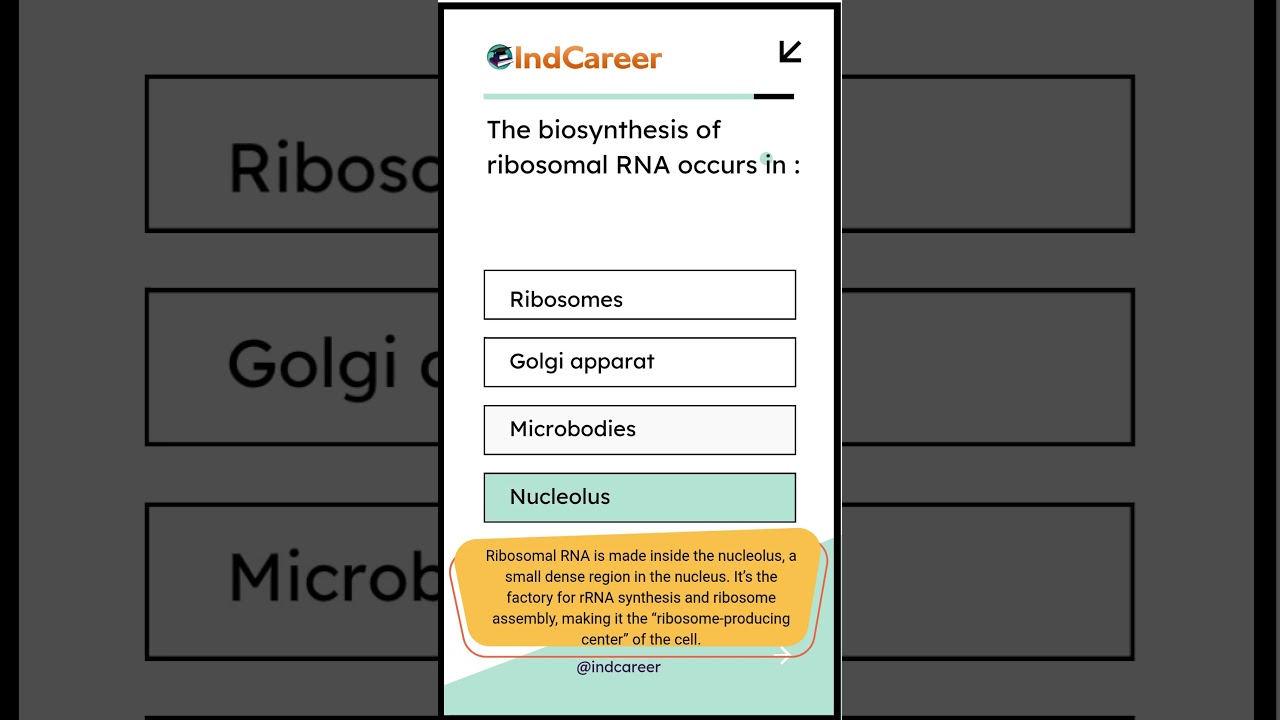 Where is Ribosomal RNA Made? | Nucleolus Explained in 30 Seconds