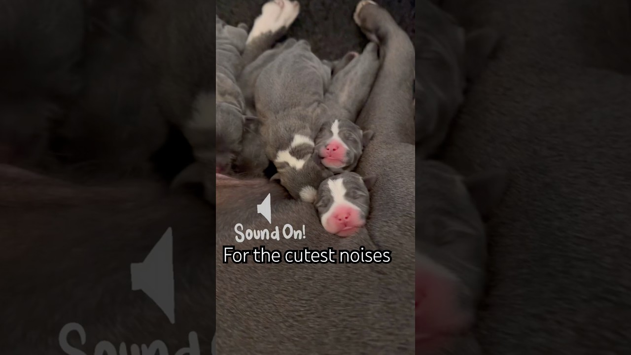 Sound On – The Cutest Newborn Puppy Squeaks! Agatha and Floyd’s 9 Blue Staffy Puppies 🐶💚
