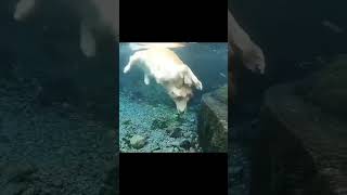 Swimming Dog help owner to find his dairy