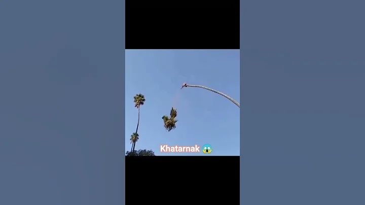 100ft Palm Tree Cutting FAIL 😱 | Tree Gone Wrong!  #shorts #palm #omg #funny #viral