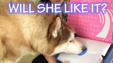 SIBERIAN HUSKY | First Pupjoy Unboxing 2019