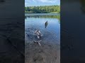 We took our english bulldog bowser fishing he loved it and tried to bite the fish