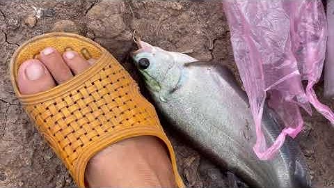 Câu cá ngày mưa bão lên e thác lác bự kinh khủng,vài chú rô mề phê tay luôn ae ơi