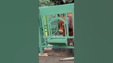 Peserta kontes sapi APPSI  Kediri raya anak nya Bima sakti (bimo)