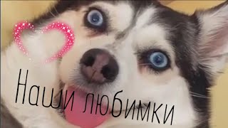 Прикольные видео с животными #65 / забавные животные / милые животные /