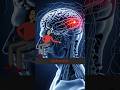 Can you train your brain to be smarter #facts #3danimation #3d #brain