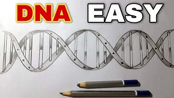 DNA Helix Drawing Step by Step Easy