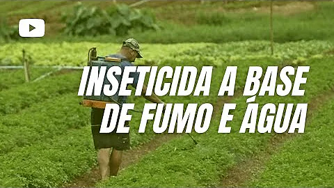 Como fazer inseticida com fumo para pulgão?