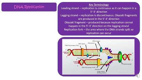 IB Biology HL 7.1 DNA Structure and Replication Part 1