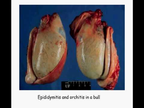 Brucellosis in cattle , sheep , goat - YouTube Brucellosis