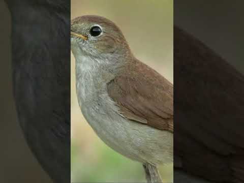 Видео: Курски славей. Славеят е прелетна птица. Славей - пойна птица